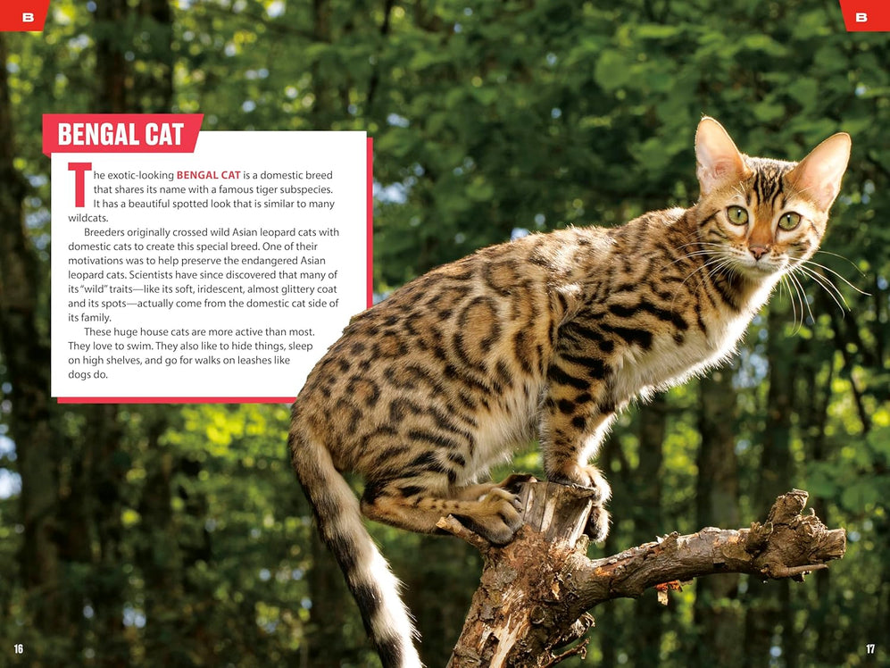 TIME for Kids: Big Cats, Small Cats: 101 Cats You Need to Know!