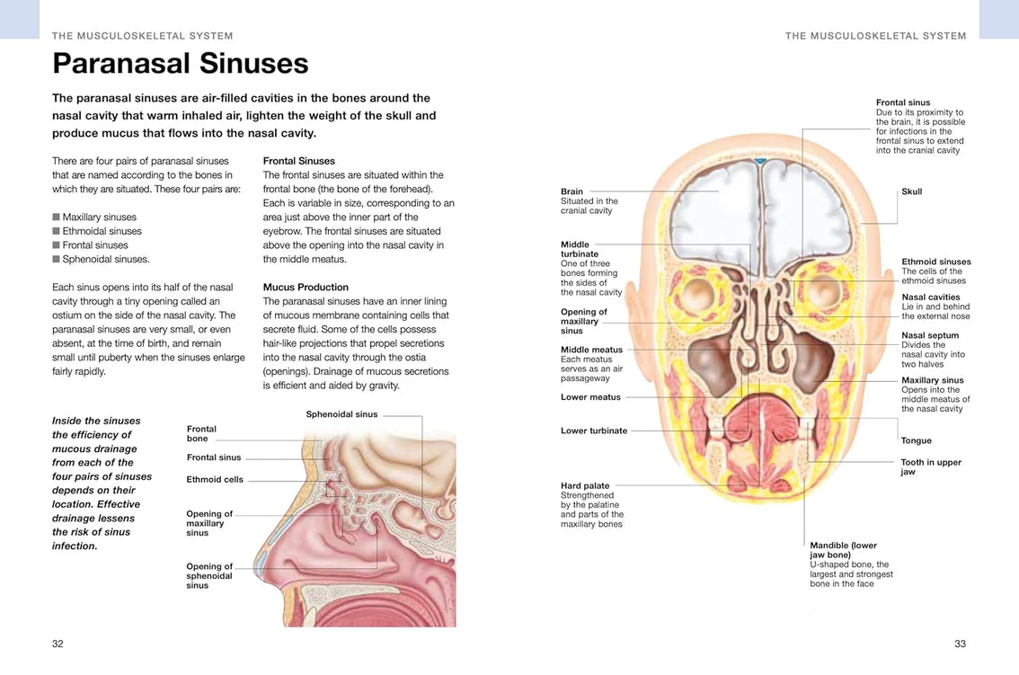 Human Anatomy: Illustrated Guide To The Human Body