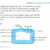 O/N Level (G3/G2) Science Biology Quick Revision Handbook 