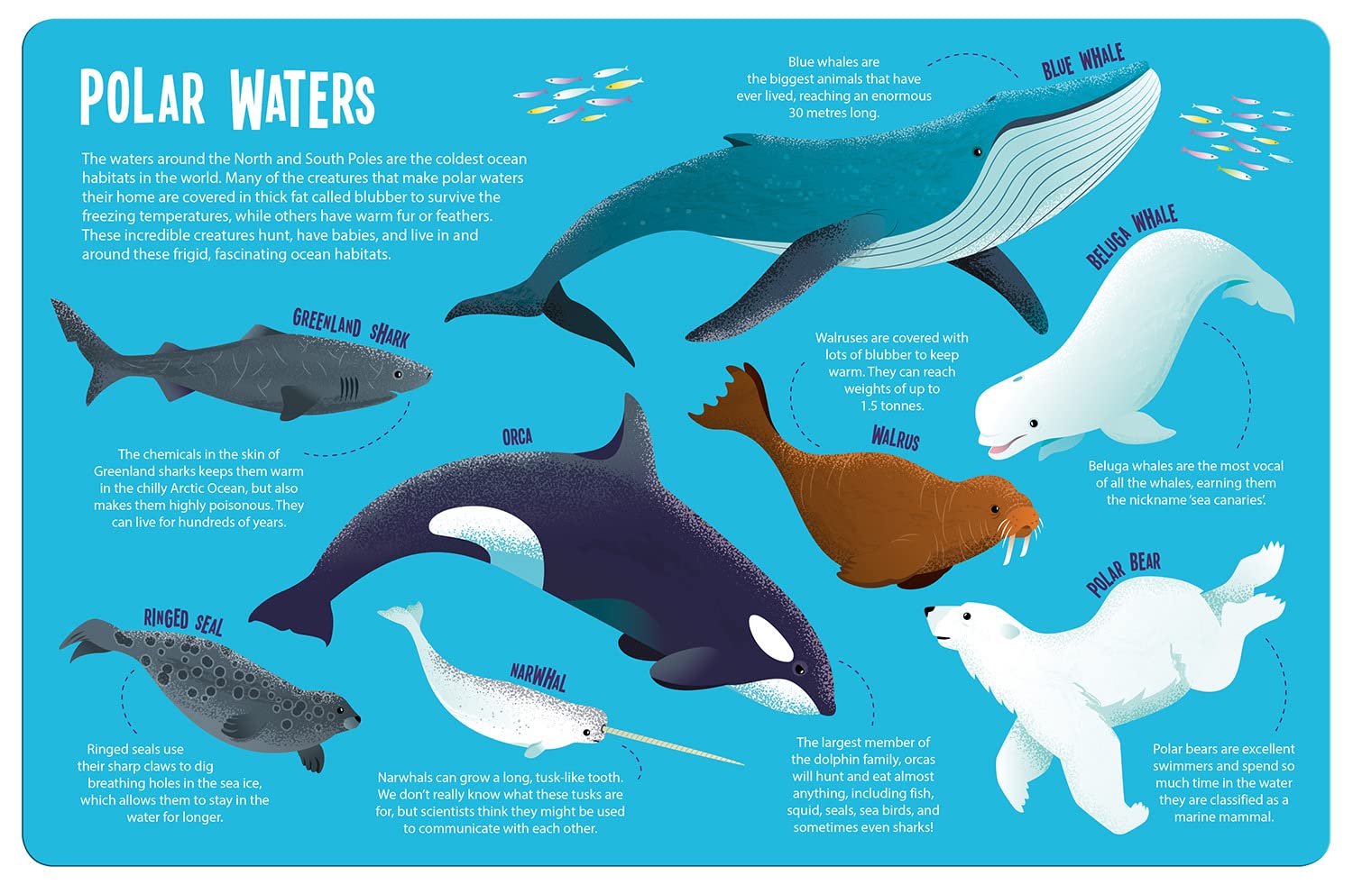 Seek & Find: Ocean Animals