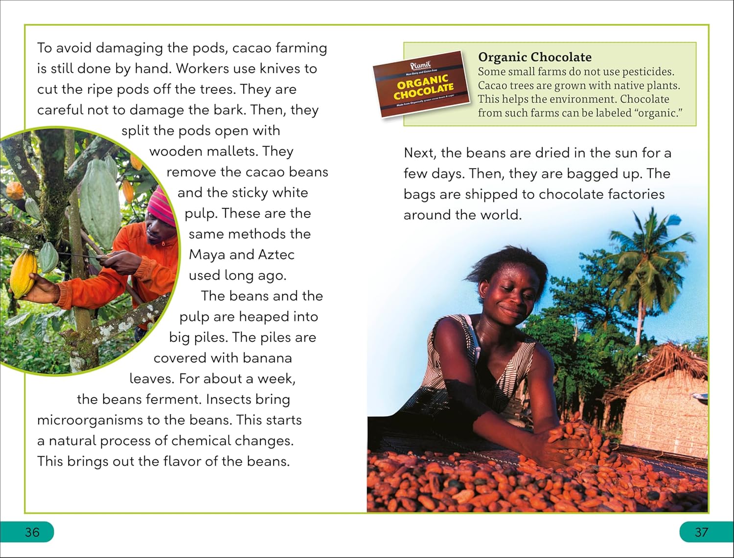DK Super Readers Level 3 The Story of Chocolate (Paperback