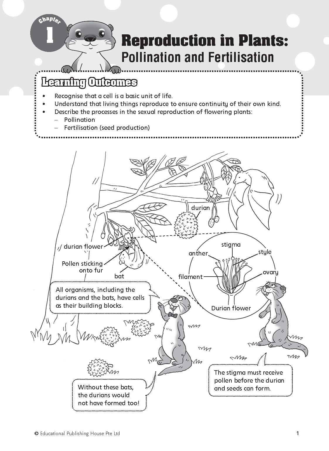 Primary 5 Must Know Science Process Skills & Key Words 