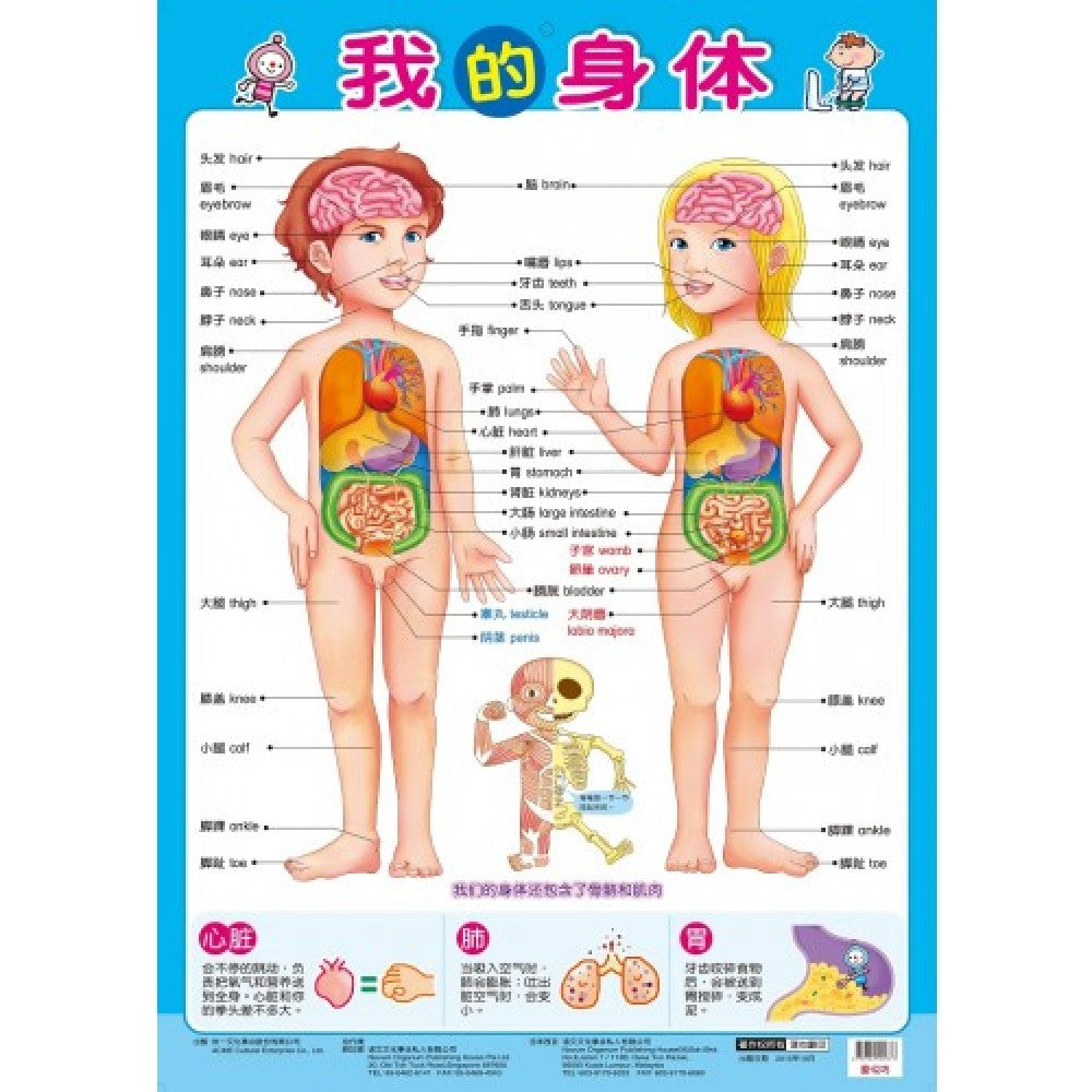 挂图-我的身体