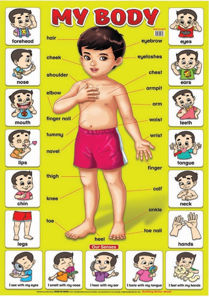 My Body - Educational Wall Poster
