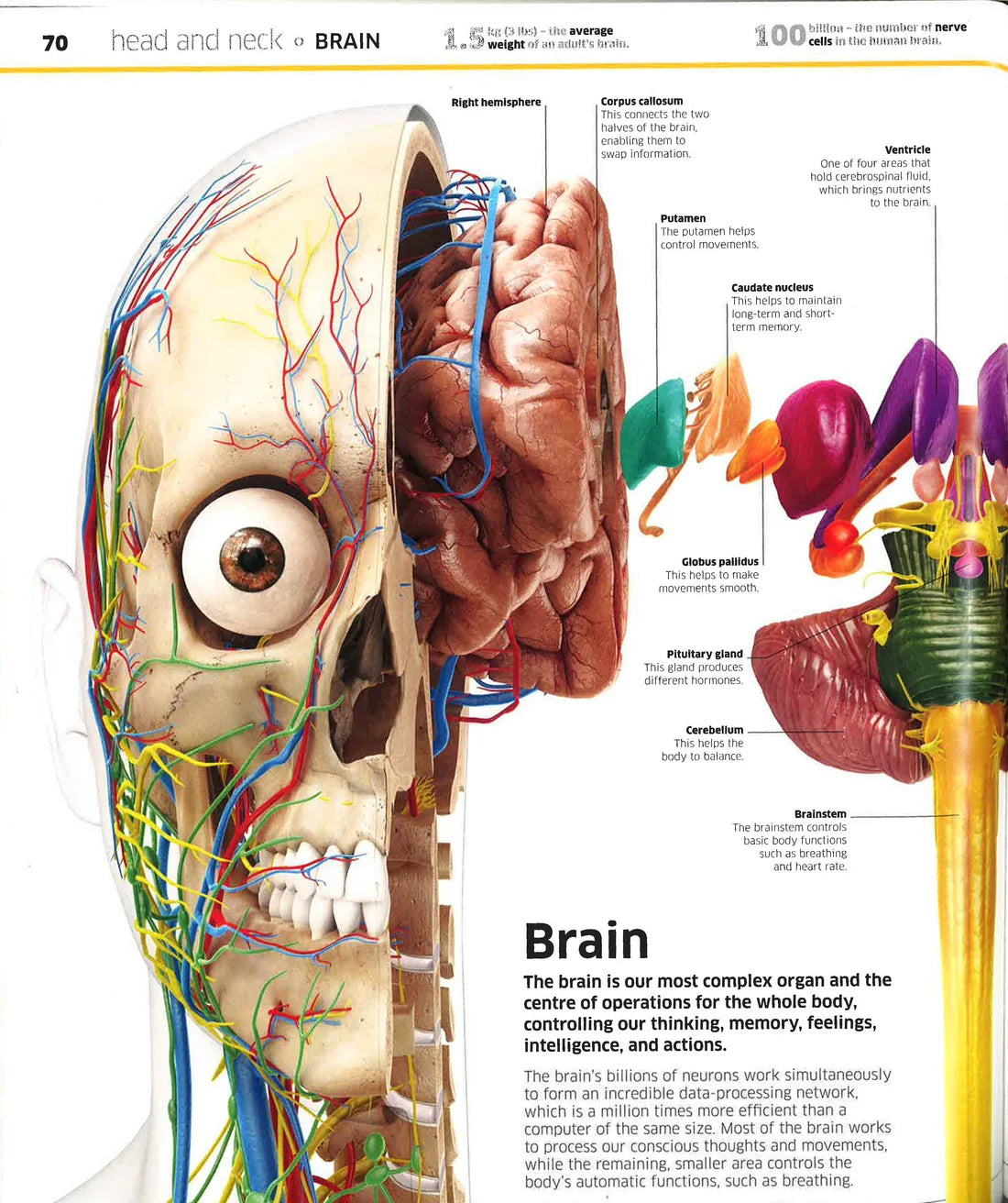 Knowledge Encyclopedia Human Body! (Hardcover)