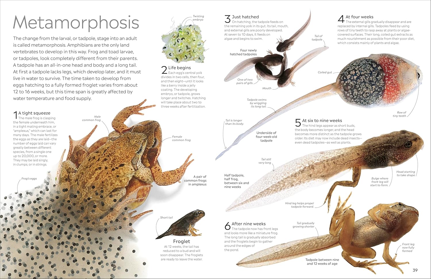 Eyewitness Amphibian (Paperback)