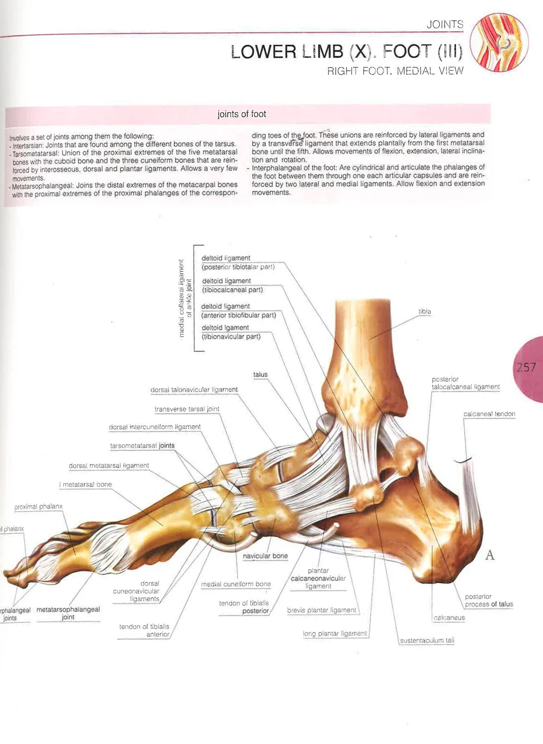 Atlas Of Human Anatomy (Paperback)