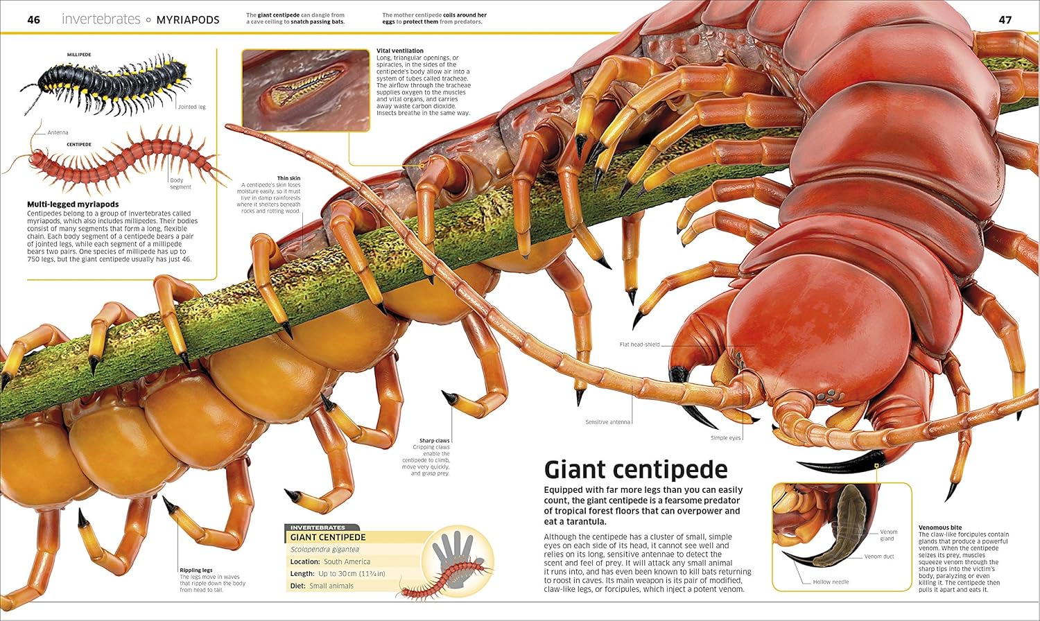 Knowledge Encyclopedia Animal (Hardcover)