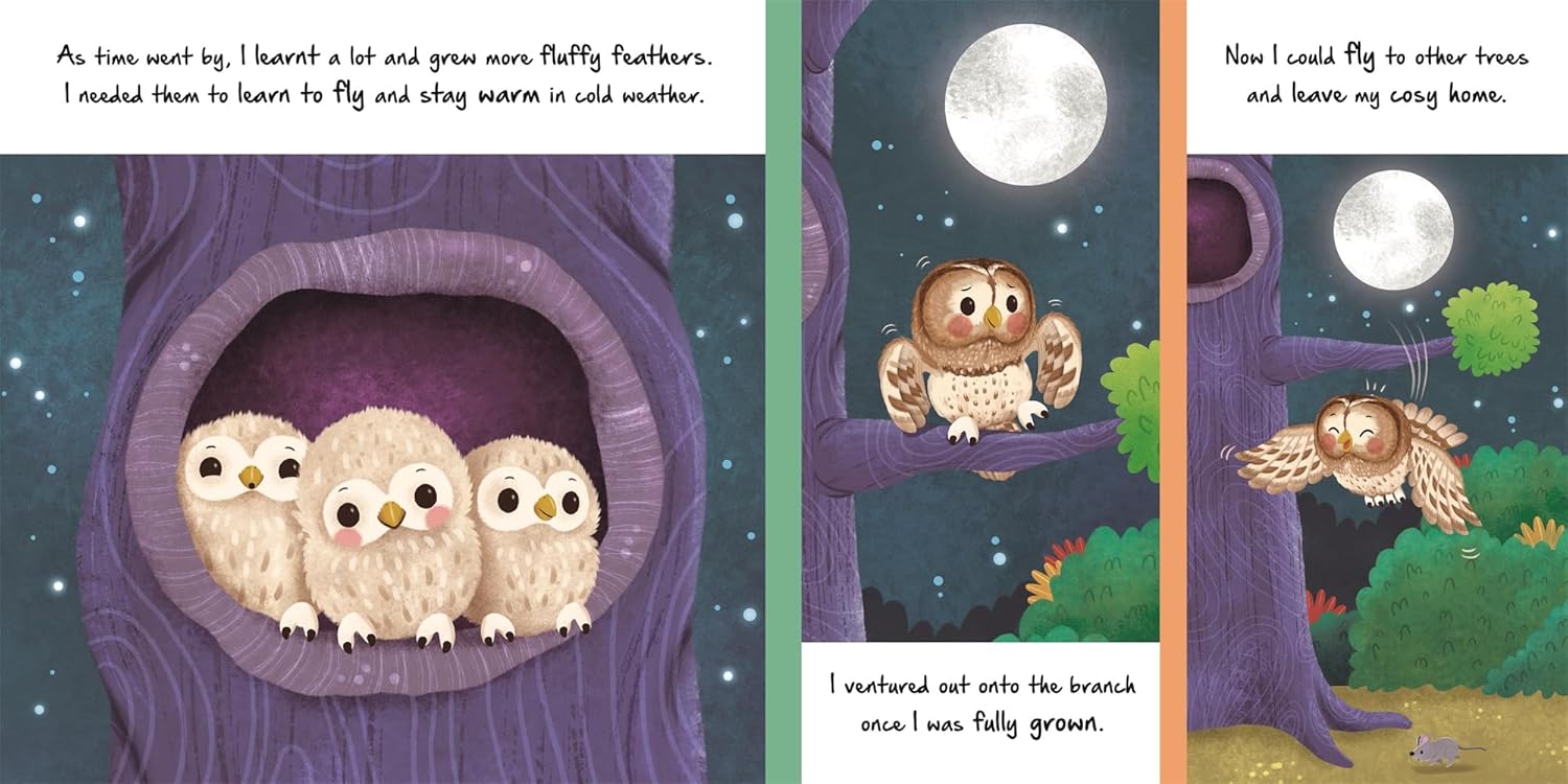Little Owl (An Illustrated Story About The Life-Cycle Of An Owl) (Board book)